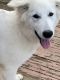 Berger Blanc Suisse Puppies for sale in Dallas-Fort Worth Metropolitan Area, TX, USA. price: NA