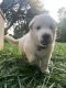 Berger Blanc Suisse Puppies for sale in Washington, NJ 07882, USA. price: $2,700