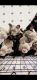 Berger Blanc Suisse Puppies for sale in Chico, CA, USA. price: NA