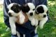 Berger Blanc Suisse Puppies