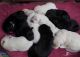 Berger Blanc Suisse Puppies for sale in Torrance, CA, USA. price: NA
