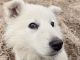 Berger Blanc Suisse Puppies for sale in Washington, NJ 07882, USA. price: NA