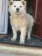 Berger Blanc Suisse Puppies for sale in Washington, NJ 07882, USA. price: NA