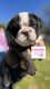 Berger Picard Puppies for sale in Spiro, OK 74959, USA. price: NA