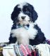 Bernedoodle Puppies for sale in Troy, ID 83871, USA. price: NA