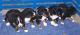 Bernedoodle Puppies for sale in Seymour, MO 65746, USA. price: NA