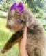 Bernedoodle Puppies for sale in Metropolis, IL 62960, USA. price: $3,500