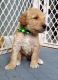 Bernedoodle Puppies for sale in BROOKSIDE VL, TX 77581, USA. price: NA
