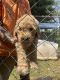 Bernedoodle Puppies for sale in Orleans, IN 47452, USA. price: NA