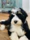 Bernedoodle Puppies for sale in Wilmington, NC, USA. price: NA