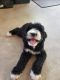 Bernedoodle Puppies for sale in Taylorsville, NC 28681, USA. price: NA