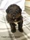 Bernedoodle Puppies for sale in Yoder, KS 67543, USA. price: $1,600