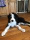 Bernedoodle Puppies for sale in Liverpool, NY, USA. price: NA