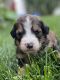 Bernedoodle Puppies for sale in Portland, OR, USA. price: $4,000