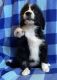 Bernedoodle Puppies for sale in Mills River, NC, USA. price: NA