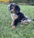 Bernedoodle Puppies for sale in Bergholz, OH 43908, USA. price: NA
