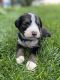 Bernedoodle Puppies for sale in Portland, OR, USA. price: $3,500