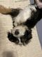 Bernedoodle Puppies for sale in Clearwater, FL 33765, USA. price: $4,000