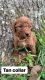 Bernedoodle Puppies for sale in Scottsboro, AL, USA. price: $1,250