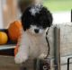 Bernedoodle Puppies for sale in Deep Ellum, Dallas, TX, USA. price: $1,600