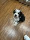 Bernedoodle Puppies for sale in Tampa, FL, USA. price: NA