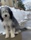 Bernedoodle Puppies for sale in Westminster, CO, USA. price: NA