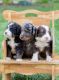 Bernedoodle Puppies for sale in Champaign, IL, USA. price: $2,500