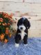 Bernedoodle Puppies for sale in Reading, MI 49274, USA. price: NA