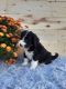 Bernedoodle Puppies for sale in Reading, MI 49274, USA. price: NA