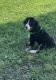 Bernedoodle Puppies for sale in Greensburg, PA 15601, USA. price: $750
