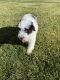 Bernedoodle Puppies for sale in Herriman, UT 84096, USA. price: $1,750