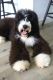 Bernedoodle Puppies for sale in West Palm Beach, FL, USA. price: NA