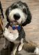 Bernedoodle Puppies for sale in Houston Heights, Houston, TX 77008, USA. price: NA