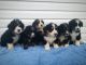 Bernedoodle Puppies for sale in Stitzer, WI 53825, USA. price: $1,200