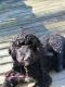 Bernedoodle Puppies for sale in Lawrenceburg, IN 47025, USA. price: NA