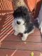 Bernedoodle Puppies for sale in Englewood, NJ 07631, USA. price: $700