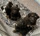 Bernedoodle Puppies for sale in Roanoke, IL 61561, USA. price: NA