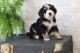Bernedoodle Puppies for sale in Huntington, MA 01050, USA. price: NA