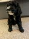 Bernedoodle Puppies for sale in Fort Wayne, IN 46804, USA. price: NA