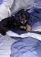 Bernedoodle Puppies for sale in Deptford, NJ, USA. price: NA