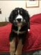 Bernedoodle Puppies for sale in Nye, MT 59061, USA. price: NA