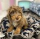 Bernedoodle Puppies for sale in Edison, NJ 08817, USA. price: NA