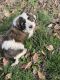 Bernedoodle Puppies for sale in Mora, MN 55051, USA. price: NA