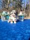 Bernedoodle Puppies for sale in Slayton, MN 56172, USA. price: NA