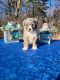 Bernedoodle Puppies for sale in Slayton, MN 56172, USA. price: $4,000