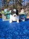 Bernedoodle Puppies for sale in Slayton, MN 56172, USA. price: NA