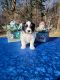 Bernedoodle Puppies for sale in Slayton, MN 56172, USA. price: $3,500