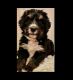 Bernedoodle Puppies for sale in Crosslake, MN, USA. price: NA