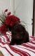 Bernedoodle Puppies for sale in Townville, PA 16360, USA. price: NA