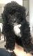 Bernedoodle Puppies for sale in Cook County, IL, USA. price: NA